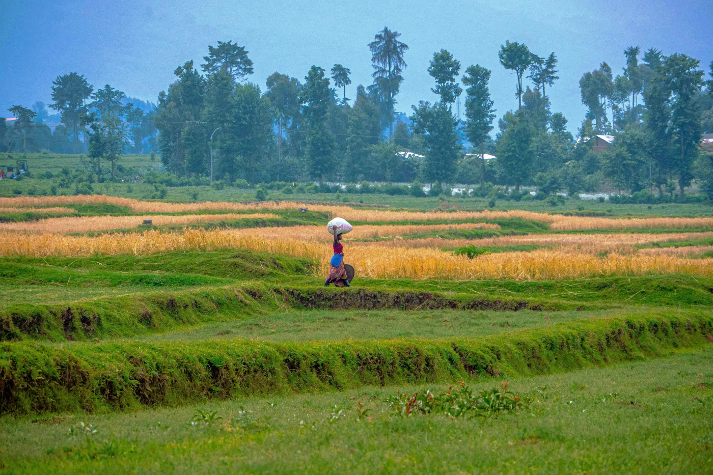 A person walking along a path between green and yellow fields in Rwanda, carrying a large white bag on their head, with trees behind